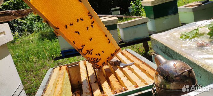 Мёд цветочный мед