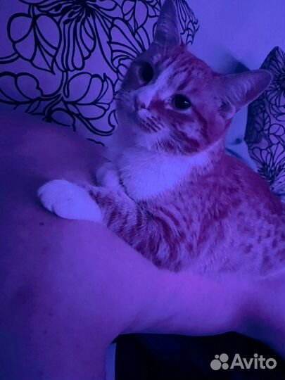 Отдам котика в добрые руки