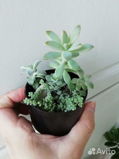 Суккуленты, композиции