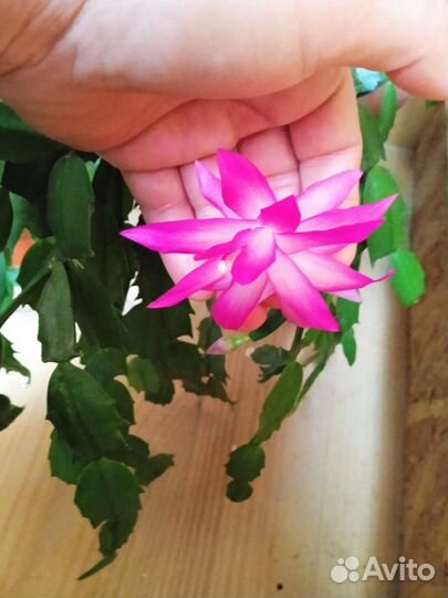 Цветок декабрист