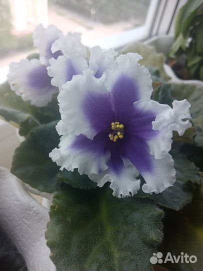 Комнатные цветы фиалки