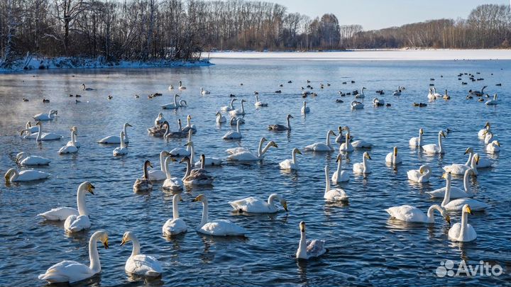 Экскурсия — Белокуриха — Уникальная зимовка лебеде