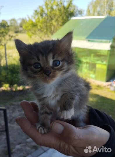 Отдам котят в добрые руки