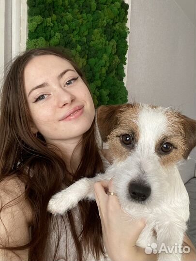 Грумер/ стрижка собак и кошек