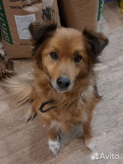 Марта ищет дом