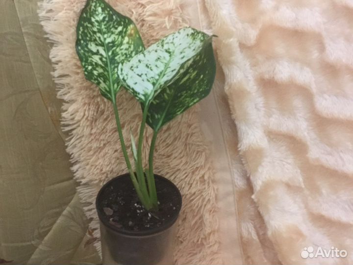 Замиокулькас,аглаонема,сингониум