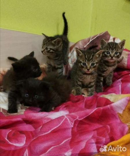 Котята от шотландской вислоухой кошки