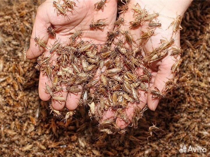 Кормовые насекомы