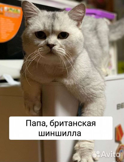 Котенок британская шиншилла+европейская кошка