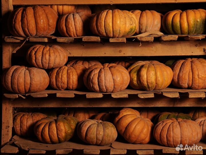 Тыква мускат де прованс опт