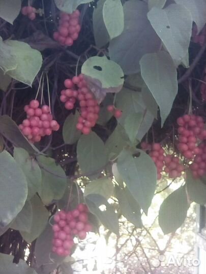 Китайский лимонник саженцы