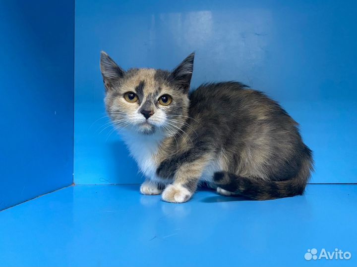 В добрые руки