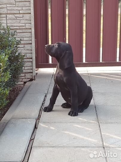 Щенки курцхаара