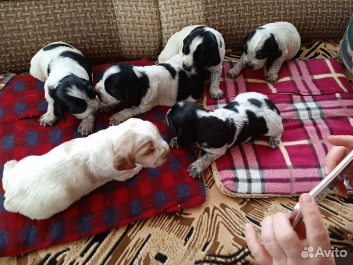 Русский спаниель