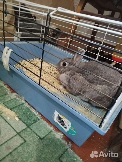 Декоративные кролики