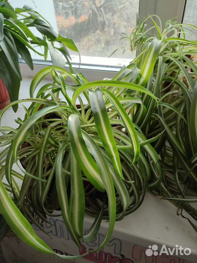 Хлорофитум кудрявый