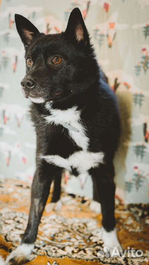 Молодые собаки небольшие