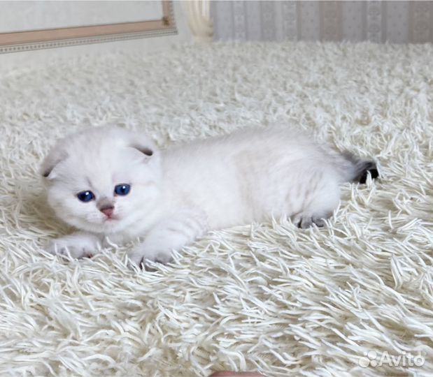 Плюшевая вислоухая девочка окраса by2133