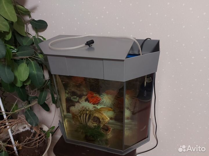 Аквариум с рыбками
