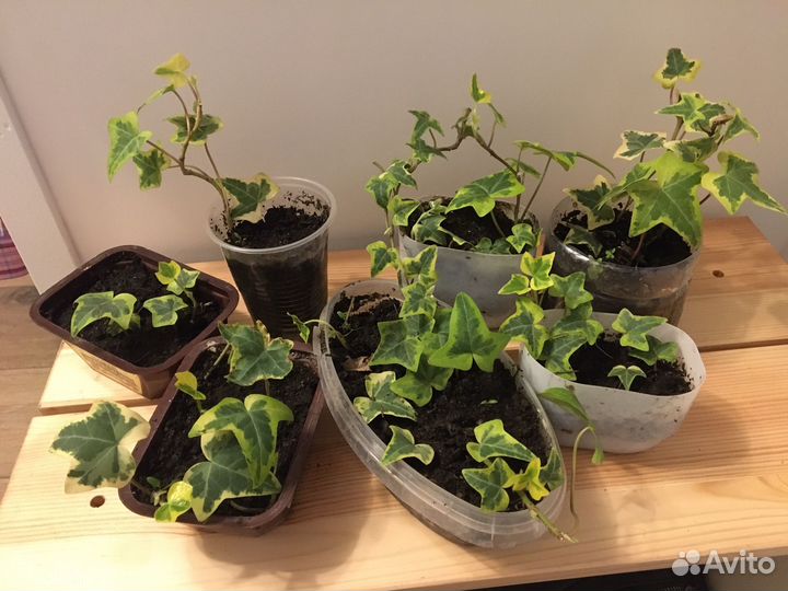 Плющ хедера вариегатный