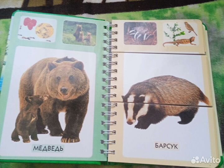 Книжка узнай меня, лесные жители