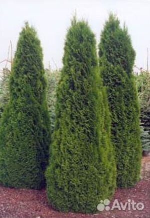 Туя западная Смарагд