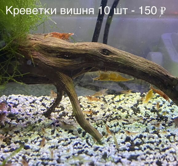 Аквариумные растения: роголистник, пистия, мох