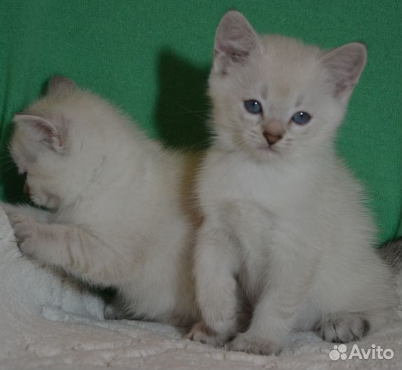 Шотландский голубоглазый