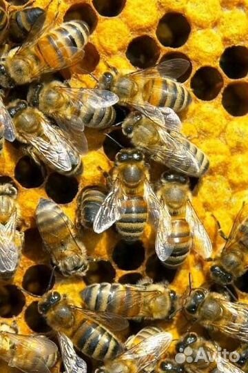 Пчелы Карпатка