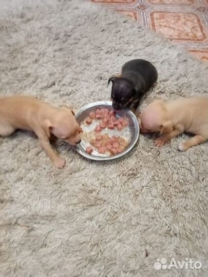 Той-терьер щенки