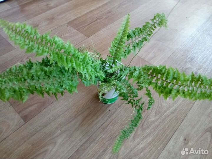 Комнатные цветы