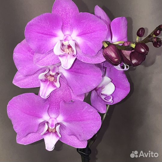 Орхидея фаленопсис Maro / Purple White Heart