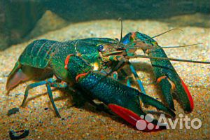 Австралийский рак