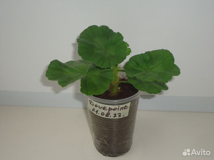 Пеларгония Dovepoint