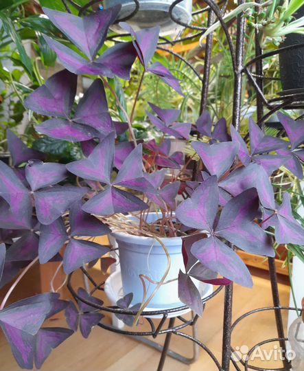 Кислица/оксалис