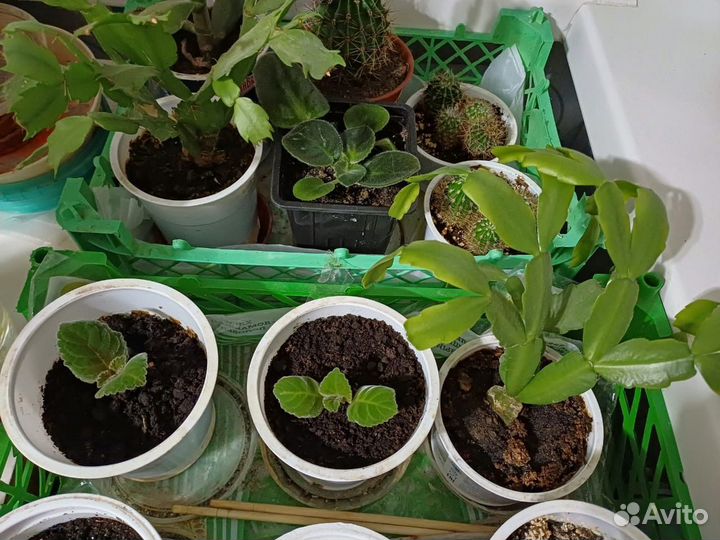 Комнатные цветы