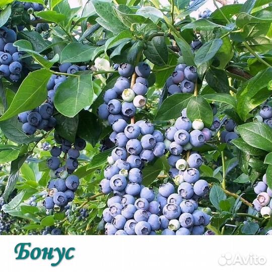 Саженцы голубики Бонус, Патриот, Бригитта, лимонад