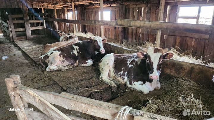 Быки племеные 3 головы, Лошадь кобыла