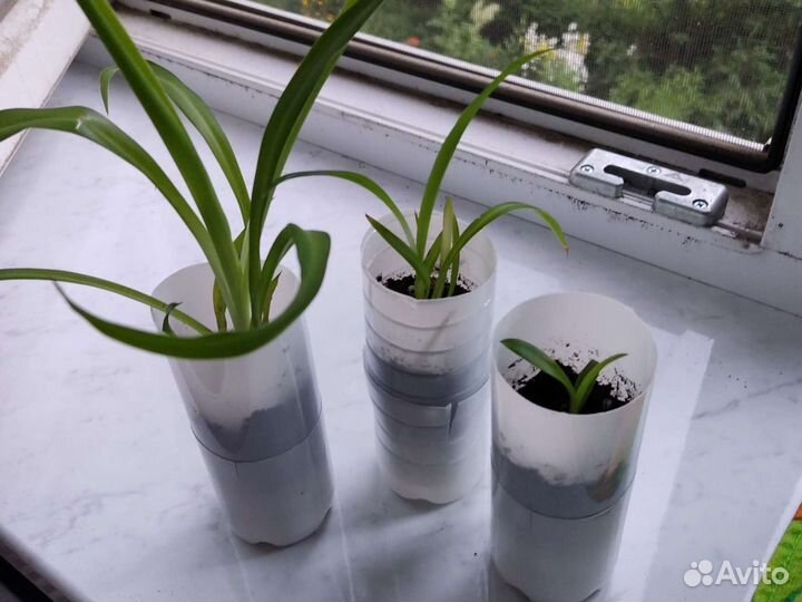 Хлорофитум