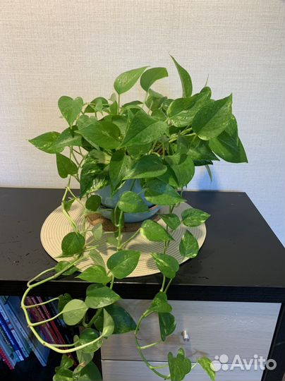 Отдам бесплатно растения