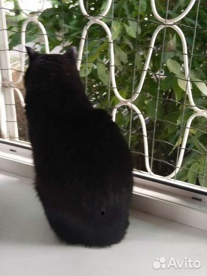 Кот в добрые руки