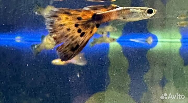 Аквариумные рыбки гуппи