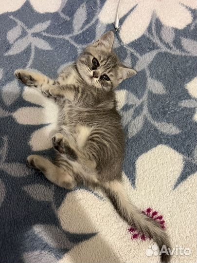 Британские котята