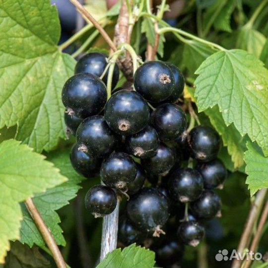 Продаётся саженец смородины