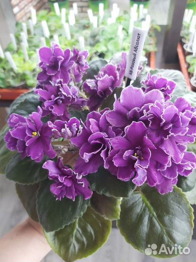 Сортовые фиалки, детки