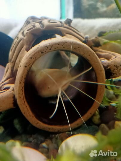 Сом клариус (альбинос)