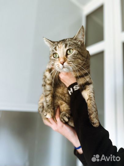 Кошечка ищет дом