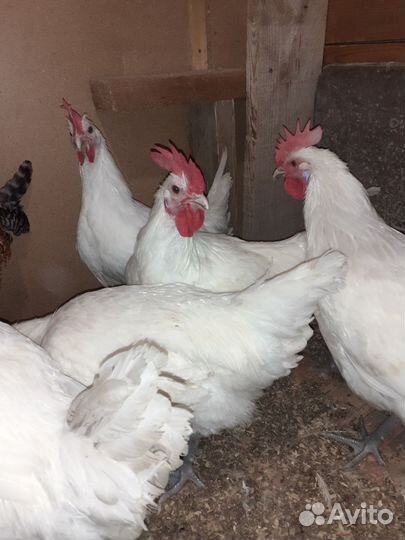 Куры и Петухи