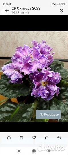 Фиалки сортовые