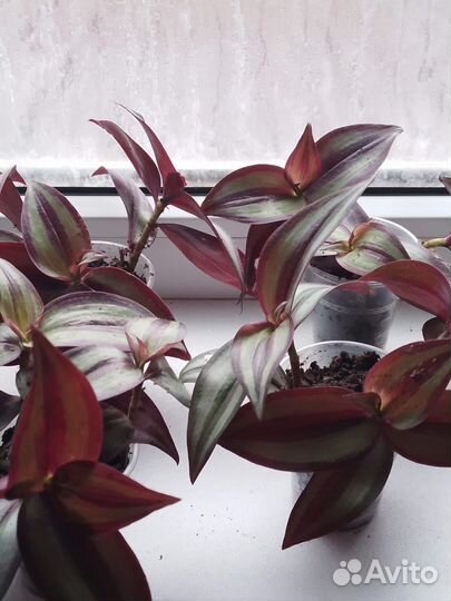 Каланхоэ,алоэ,зебрина,спатифиллум